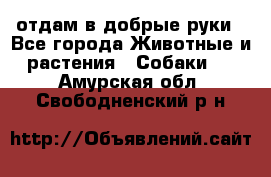 отдам в добрые руки - Все города Животные и растения » Собаки   . Амурская обл.,Свободненский р-н